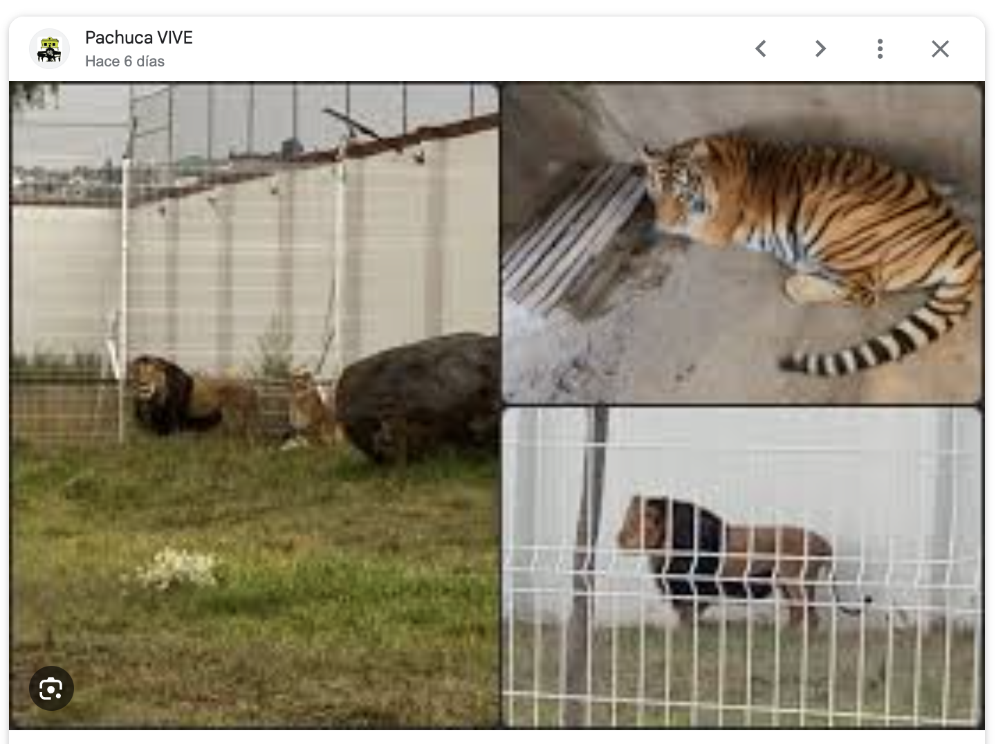 Leones pachuca tigres